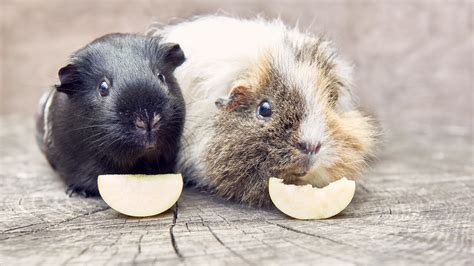 Can Guinea Pigs Eat Frozen Fruit? Exploring the Cold Truth About Their Diet