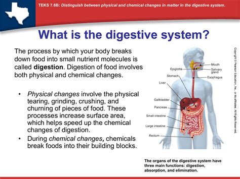 Digesting Food Physical or Chemical: A Journey Through the Alchemy of Nutrition