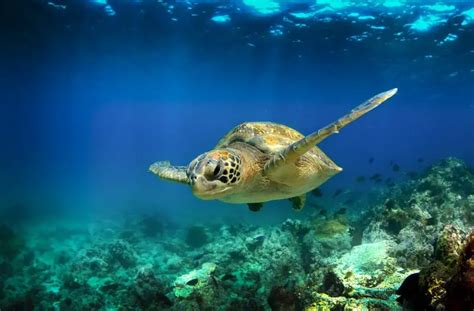 How Long Can Turtles Live Without Food: A Dive into Survival and the Mysteries of Time