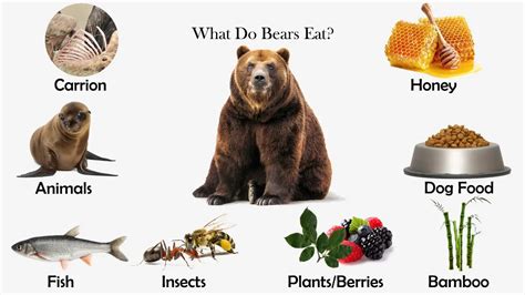 What Animal Eats the Most Food? And Why Do They Always Seem Hungry?