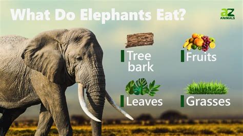 What Food Do Elephants Eat, and Why Do They Prefer Bananas Over Broccoli?