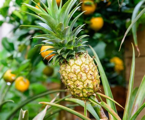 What Fruit Takes the Longest to Grow: And Why Pineapples Might Be Secretly Plotting World Domination