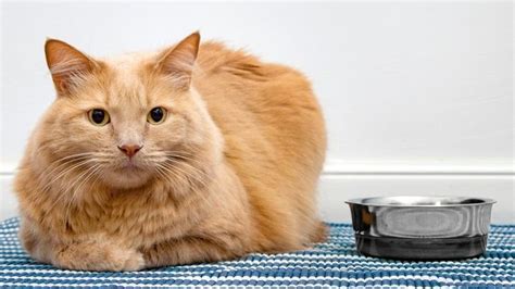 Why Do Cats Try to Bury Their Food, and What Does It Say About Their Love for Secret Hideouts?