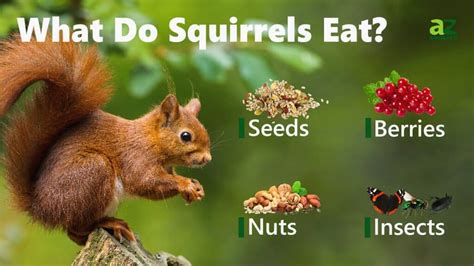 Why Does Energy Decrease in a Food Chain? And Why Do Squirrels Always Seem to Win the Race for Acorns?